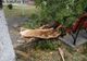 Copaci puși la pământ de vijelie în mai multe localități din Teleorman