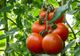 Ce județe vor primi fonduri în cadrul programului Tomata